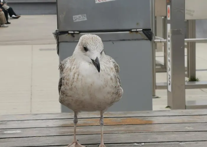 Apartment Przy Plazy Kolobrzeg